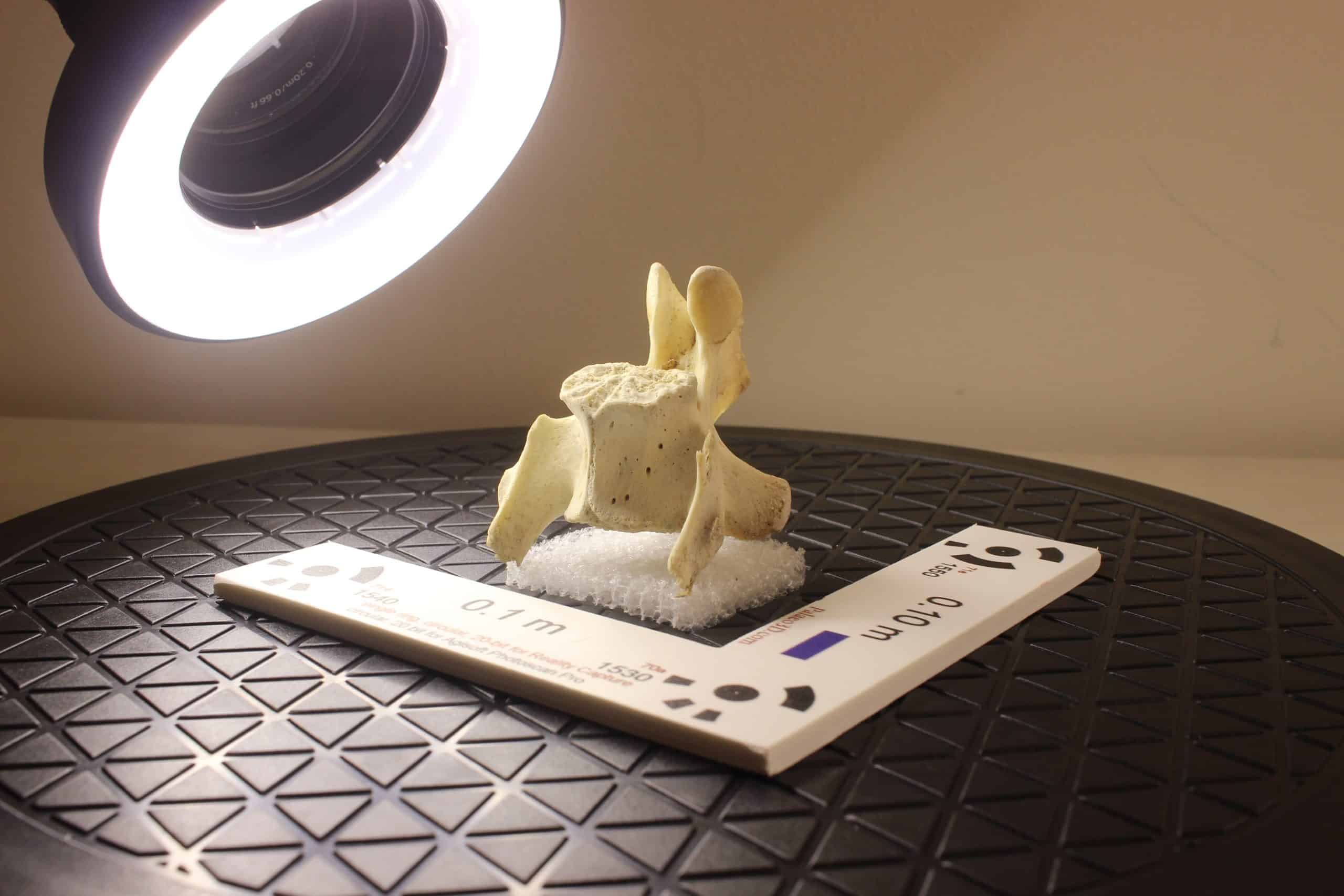 ESCANEO 3D Y FOTOGRAMETRÍA PARA DIGITALIZACIÓN PALEONTOLÓGICA - Fossillab